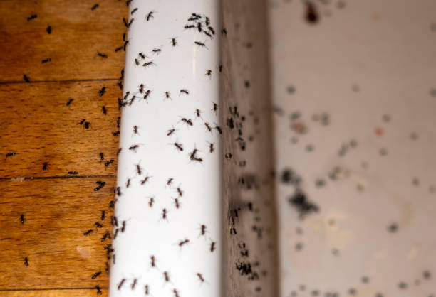 Best Spider Control Near Me  in Delhi, LA